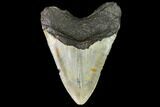 Bargain, Fossil Megalodon Tooth - North Carolina #108971-2